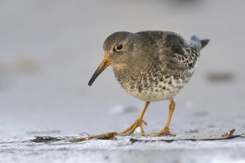 Purple Sandpiper (Calidris maritima), Schleswig-Holstein, Germany