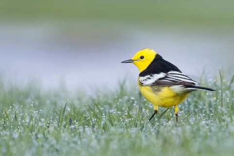 Citrine Wagtail - Zitronenstelze - Motacilla citreola ssp. calcarata, Kyrgyzstan, adult male