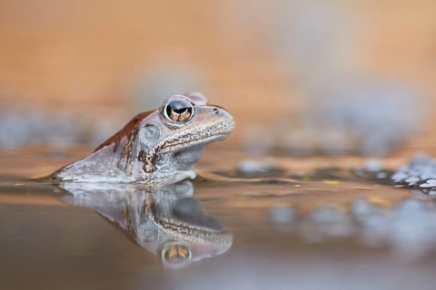 Common Frog (Rana temporaria) portrait in spawning pond, Canton of Grisons, Switzerland