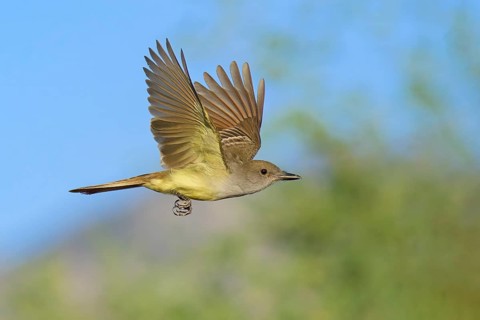Brown-crested Flycatcher (Myiarchus tyrannulus) flying, Arizona, USA