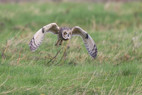 Short-eared Owl (Asio flammeus) flying, Netherlands