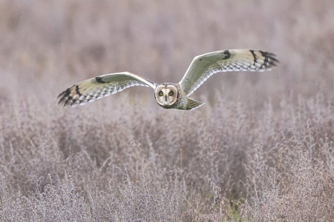 Short-eared Owl (Asio flammeus) flying, Netherlands