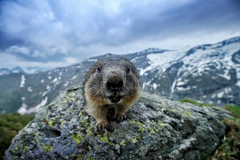 Cute fat animal Marmot, sitting on the stone with nature rock mountain habitat, Alp, Austria.