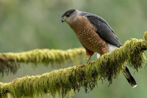 Coopers Hawk (Accipiter cooperii) perched on a branch in Victoria, BC, Canada
