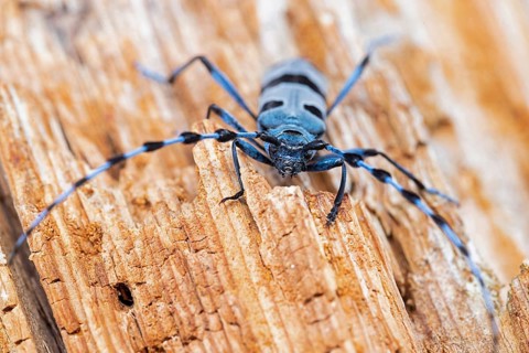 Rosalia Longicorn (Rosalia alpina) close-up on tree trunk, Bavaria, Germany