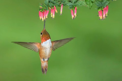 Rufous Hummingbird (Selasphorus rufus) male flying while feeding at flower nectar, Colorado, USA