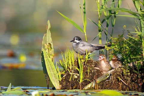 Black Tern (Chlidonias niger) with chicks, Mecklenburg-Western Pomerania, Germany