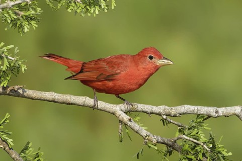 Summer Tanager (Piranga rubra), Texas, USA