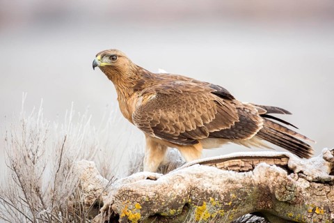 Bonelli's Eagle (Aquila fasciata) juvenile, Castile-La Mancha, Spain