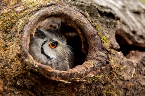 Southern White-faced Owl (Ptilopsis granti) captive, peering out of a tree hollow, Germany