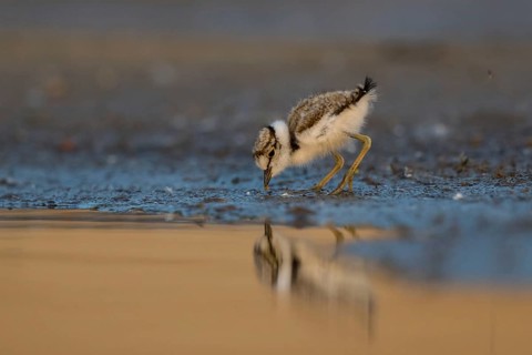 Little Ringed Plover (Charadrius dubius) chick at a waterhole, North Rhine-Westphalia, Germany