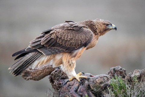 Bonelli's Eagle (Aquila fasciata) juvenile, Castile-La Mancha, Spain