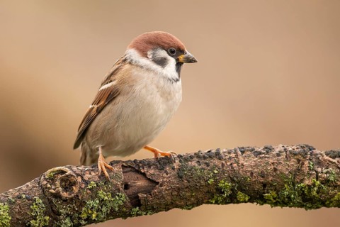 Eurasian Tree Sparrow (Passer montanus) perched on a branch, Lower Saxony, Germany