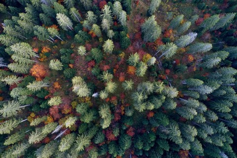 Montane forest in colorful fall foliage seen from bird's eye perspective, Switzerland