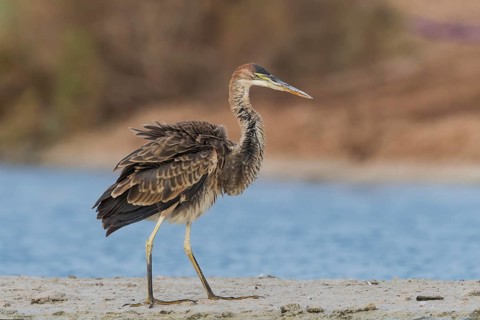 Purple Heron (Ardea purpurea) foraging, Eilat, Israel