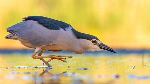 Black-crowned Night Heron (Nycticorax nycticorax), Hungary