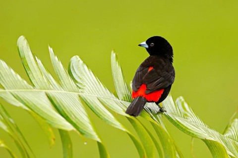 Tanager from tropic forest. Black and red song bird. Scarlet-rumped Tanager, Ramphocelus