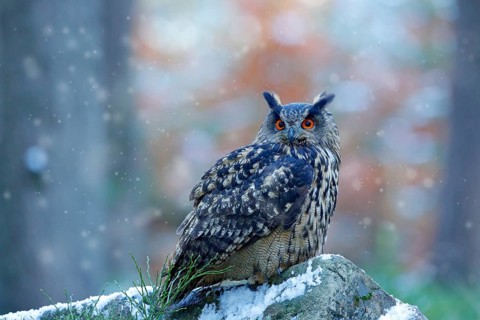 Eagle Owl, Bubo bubo, snow and light, winter forest habitat in background, white trees. Wildlife