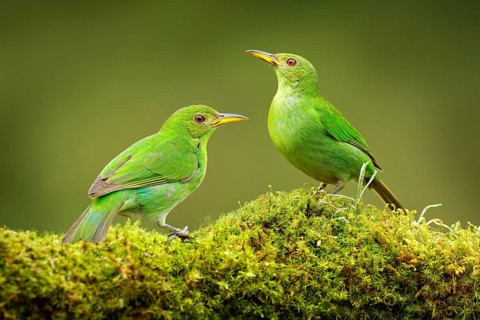Green Honeycreeper, Chlorophanes spiza, exotic tropical malachite green and blue bird form Costa
