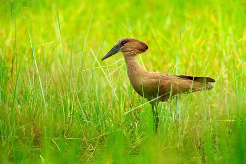 Hamerkop, Scopus umbretta, in the green grass. wet season in Africa. Brown bird in the nature