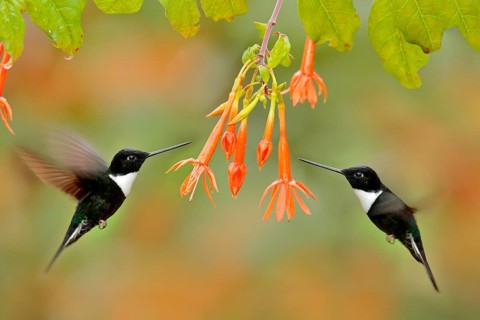 Hummingbird with flower. Collared Inca, Coeligena torquata, dark green black and white hummingbird