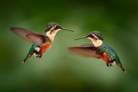 Santa Marta Woodstar (Chaetocercus astreans) females flying, Colombia