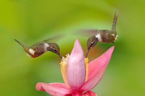 Two hummingbird with pink flower, fly. Beautiful flowered habitat with bird. Little bird flight