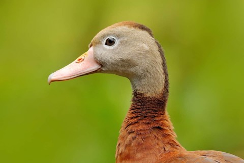 Black-bellied Whistling-Duck, Dendrocygna autumnalis, brown bird in the water march, animal in the