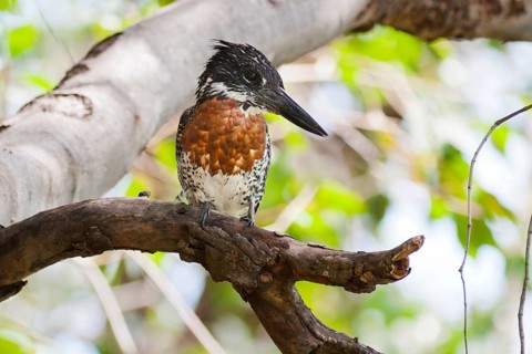Giant Kingfisher (Megaceryle maxima), Okavango-Delta, Botswana