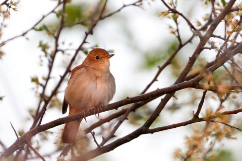 Common Nightingale (Luscinia megarhynchos), Baden-Wuerttemberg, Germany