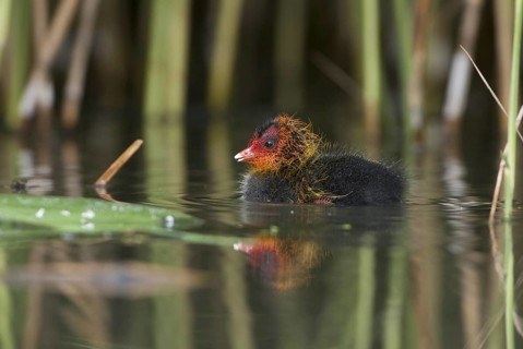 Eurasian Coot (Fulica atra) juvenile, Saxony, Germany