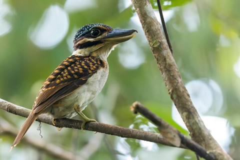 Hook-billed Kingfisher (Melidora macrorrhina) perched on a branch in Papua New Guinea