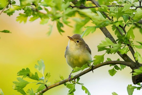 Icterine Warbler (Hippolais icterina), Baden-Wuerttemberg, Germany