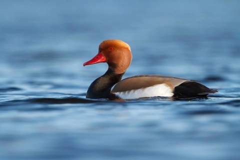 Red-crested Pochard (Netta rufina) male, Utrecht, Netherlands