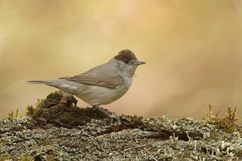 Eurasian Blackcap (Sylvia atricapilla) female, Utrecht, Netherlands
