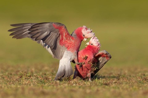 Galah (Eolophus roseicapilla), Victoria, Australia