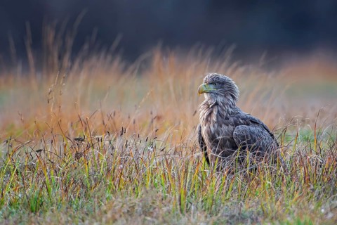 White-tailed Eagle (Haliaeetus albicilla) perched on the ground, Lodz, Poland