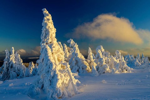 Snow-covered montane forest under rising sun at dawn, Brocken, Saxony-Anhalt, Germany