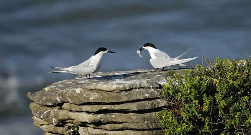 White-fronted Tern (Sterna striata) pair displaying, South Island, New Zealand