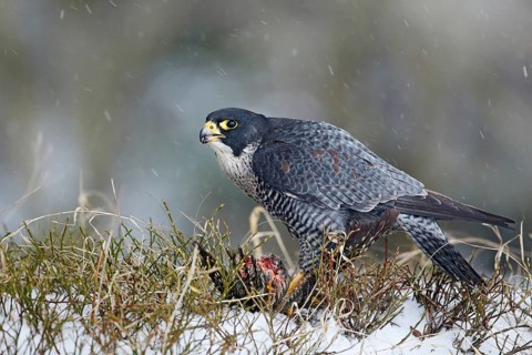Peregrine Falcon, bird of prey sitting in grass during winter with snow, Germany. Falcon witch