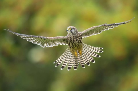 Common Kestrel (Falco tinnunculus) female flying, Lower Saxony, Germany