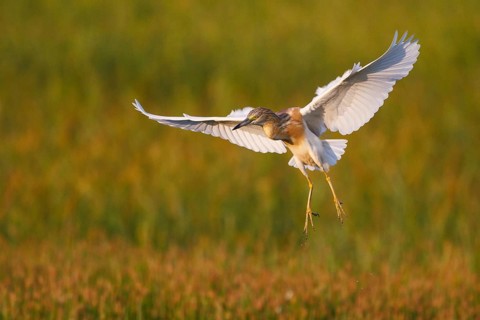 Squacco Heron (Ardeola ralloides) flying, Greece