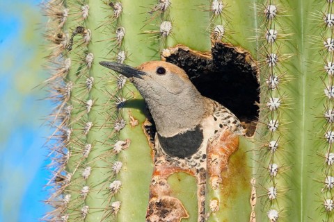 Gilded Flicker Colaptes auratus Tucson, Pima Co., ARIZONA, USA 29 April Adult Female Picidae
