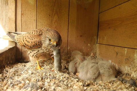 Common Kestrel (Falco tinnunculus) female feeds chicks, Lower Saxony, Germany