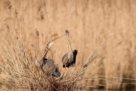 Purple Heron (Ardea purpurea) pair building nest, Baden-Wuerttemberg, Germany
