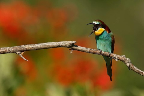 European Bee-eater (Merops apiaster) regurgitating pellet, Piedmont, Italy
