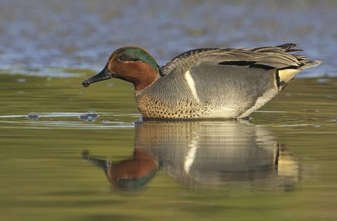 Green-winged Teal (Anas carolinensis) male, British Columbia, Canada