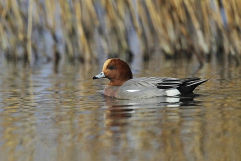 Eurasian Wigeon (Mareca penelope) male, Zurich, Switzerland