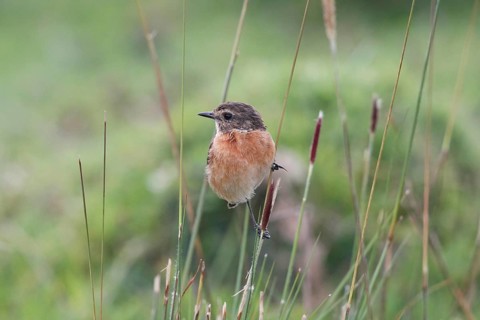 African Stonechat (Saxicola torquatus) male, Mount Aberdare, Kenya