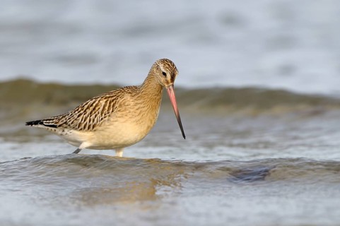 Pfuhlschnepfe (Limosa lapponica), Bar-tailed Godwit, Altvogel im Schlichtkleid, am Strand der